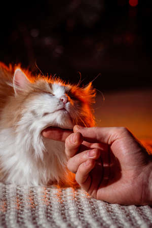 red  Cat Lying with kind eyes on isolated dark Backgroundの写真素材