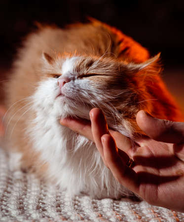 red  Cat Lying with kind eyes on isolated dark Backgroundの写真素材