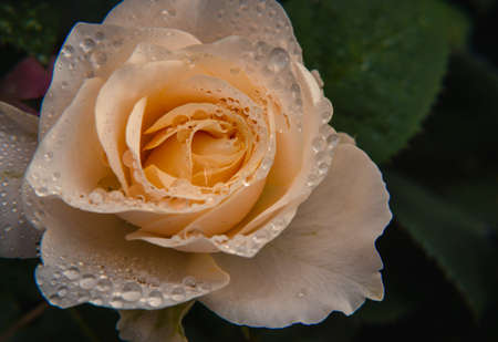 Beautiful Rose; nature dark background, White or cream-colored rose flower in the garden. Growing roses.Macro view close upの写真素材