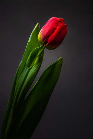 Red tulip flower close up on black/green background, red petals close-up, bouquet with water drops and a nearby leaf selective focusの写真素材
