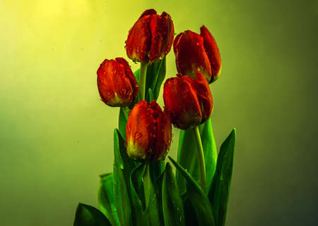 Red tulip flower close up on black/green background, red petals close-up, bouquet with water drops and a nearby leaf selective focusの写真素材