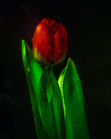Red tulip flower close up on black/green background, red petals close-up, bouquet with water drops and a nearby leaf selective focusの写真素材