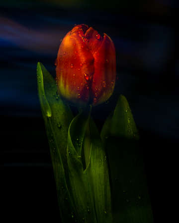 Red tulip flower close up on black/green background, red petals close-up, bouquet with water drops and a nearby leaf selective focusの写真素材