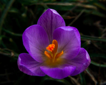 Spring growing flowers and nature that comes alive, Beautiful Purple crocus outside in the forest or...