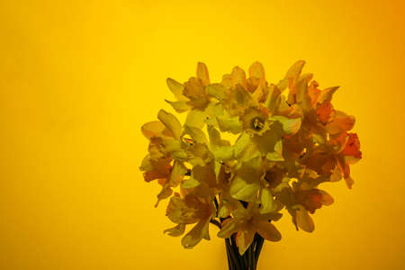 Flowers Narcissus yellow and white. colorful light, bouquet of fresh daffodils isolated on yellow, white, black background. holiday spring greeting card, invitation card. space for text, minimalistの写真素材