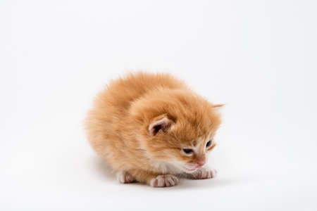 Little red Playful kitten isolated on a white background. Portrait cute red ginger kitten with big eyes lying on white. Concept of happy adorable cat pets.の写真素材
