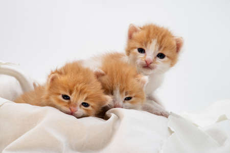 Little red Playful kitten isolated on a white background. Portrait cute red ginger kitten with big eyes lying on white. Concept of happy adorable cat pets.の写真素材