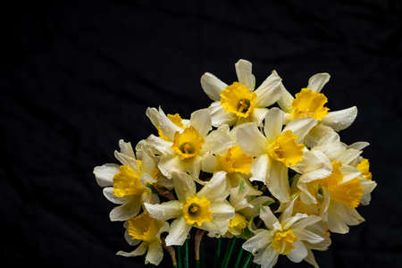 Flowers Narcissus yellow and white. colorful light, bouquet of fresh daffodils isolated on yellow, white, black background. holiday spring greeting card, invitation card. space for text, minimalistの写真素材