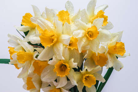 Flowers Narcissus yellow and white. colorful light, bouquet of fresh daffodils isolated on yellow, white, black background. holiday spring greeting card, invitation card. space for text, minimalistの写真素材