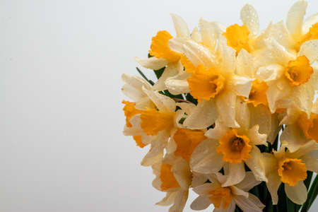 Flowers Narcissus yellow and white. colorful light, bouquet of fresh daffodils isolated on yellow,...