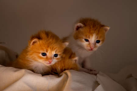 Little red kitten. Portrait cute red ginger kitten with big eyes lying on white braided bed at home. kitty looking at camera. Concept of happy adorable cat pets.の写真素材