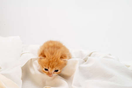 Little red Playful kitten isolated on a white background. Portrait cute red ginger kitten with big eyes lying on white. Concept of happy adorable cat pets.の写真素材