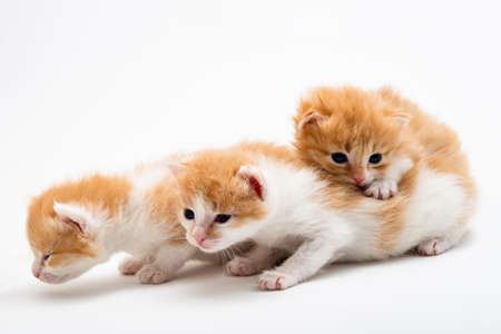 Little red Playful kitten isolated on a white background. Portrait cute red ginger kitten with big eyes lying on white. Concept of happy adorable cat pets.の写真素材