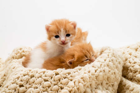 Little red Playful kitten isolated on a white background. Portrait cute red ginger kitten with big eyes lying on white. Concept of happy adorable cat pets.の写真素材