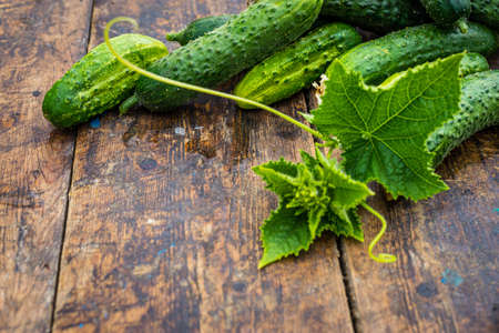 Fresh cucumber on rustic wooden background. Cucumbers are low in calories but high in many important vitamins and minerals lose weight. leaves and flowersの写真素材