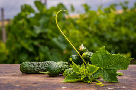 Fresh cucumber on rustic wooden background. Cucumbers are low in calories but high in many important vitamins and minerals lose weight. leaves and flowersの写真素材