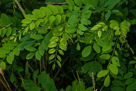 Beautiful green , Bright green leaves of young acacia, Fresh foliage and branches in the park. Summer growth of nature.の写真素材
