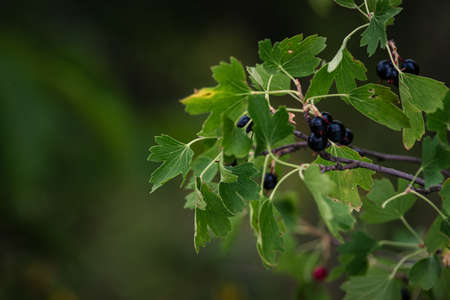 Blackcurrant-a natural fighter against diseases. The tassels of this plant are a great storehouse of vitamins and other health-promoting substances. At the same time, they are a rich source of energy.の写真素材