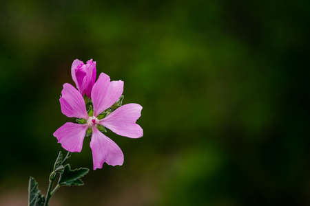 Blooming pink mallow flowers (Malva alcea, cut-leaved mallow, vervain mallow or hollyhock mallow) in summer garden, wild mallow (Malve silvestris), blur natural backgroundの写真素材