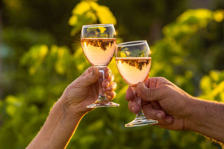 Toasting with two glasses of Champagne in the vineyard, Toasting with four glasses of Champagne in the vineyard, at sunset, rose, Silhouette, Cropped Hands, raise a toast, Cheers, rural, peasantryの写真素材