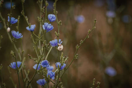 Beautiful chicory flower on an unfocused field background. High quality photo. selective focus. wormの写真素材