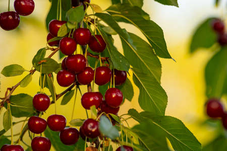 Cherries hanging on a cherry tree branch., Sour cherries in a garden, Fresh and healthy, Close-Up,...