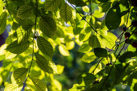 Cherries hanging on a cherry tree branch., Sour cherries in a garden, Fresh and healthy, Close-Up, sunshineの写真素材