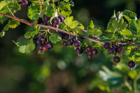 Blackcurrant-a natural fighter against diseases. The tassels of this plant are a great storehouse of...