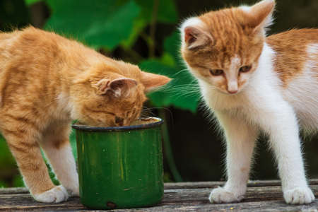 red Cat with kind green, blue eyes, Little red kitten. Portrait cute red ginger kitten. happy adorable cat, Beautiful fluffy red orange cat lie in grass outdoors garden green cup metalの写真素材
