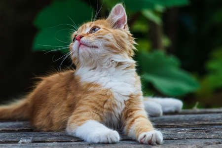 red Cat with kind green, blue eyes, Little red kitten. Portrait cute red ginger kitten. happy...