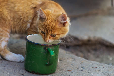 red Cat with kind green, blue eyes, Little red kitten. Portrait cute red ginger kitten. happy adorable cat, Beautiful fluffy red orange cat lie in grass outdoors garden green cup metalの写真素材