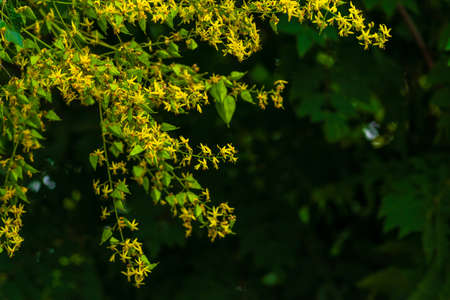 Branch with green fruits of Koelreuteria paniculata. The Koelreuteria fruit is a three-part inflated bladderlike pod yellow flowerの写真素材