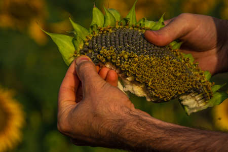 one Beautiful sunflower sunrise with a natural background. selective focus. golden light, Sunflower...