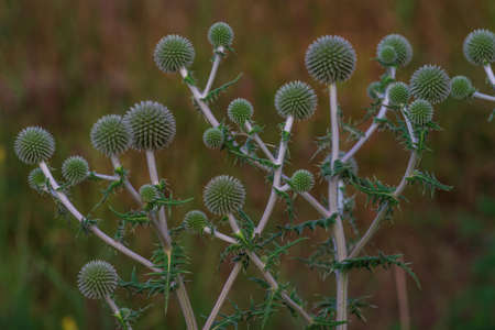 Echinops ritro L, Globe thistle , Small globe thistle.Echinops flowers seed garden.Blue balls flowers of Echinops ritro known as southern globethistle Moldovaの写真素材