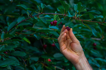 Cherries hanging on a cherry tree branch., Sour cherries in a garden, Fresh and healthy, Close-Up, in the sunshine man hand harvestの写真素材