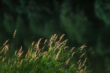 Kentucky Bluegrass (poa pratensis) in sunset light Summer selective focus. Beautiful Glyceria...