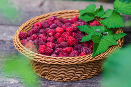 Fresh organic ripe raspberry wood table background woven basket fruit,