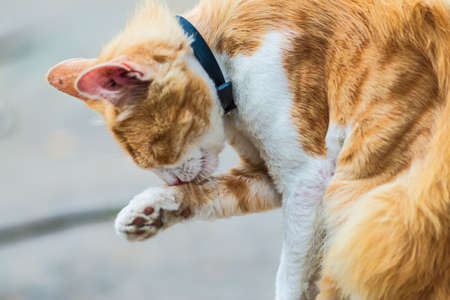 red Cat with kind green, blue eyes, Little red kitten. Portrait cute red ginger kitten. happy...