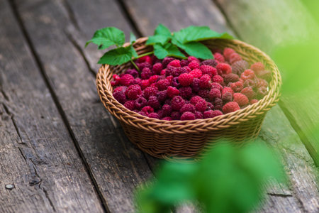 Fresh organic ripe raspberry wood table background woven basket.