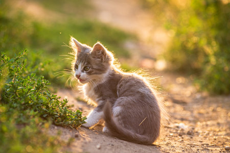 white gray Cat Little gray kitten. Portrait cute ginger kitten. happy adorable cat, Beautiful fluffy cat lie in grass outdoors in garden sunset light golden hourの写真素材