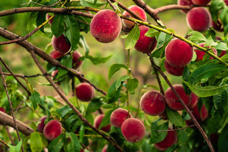 Peaches growing on a tree branches Fresh sunset light blur green background Natural fruit. organic Ripe Moldova Beautiful close upの写真素材