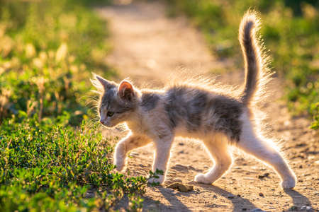 white gray Cat Little gray kitten. Portrait cute ginger kitten. happy adorable cat, Beautiful fluffy cat lie in grass outdoors in garden sunset light golden hourの写真素材