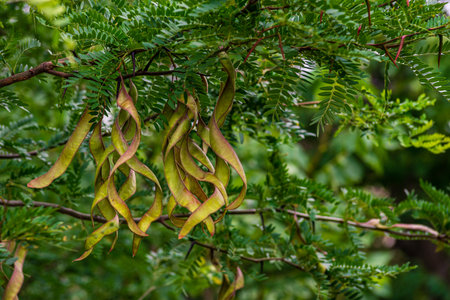 Ceratonia siliqua, commonly known as the wild carob tree or carob bush, St John's-bread or locust...