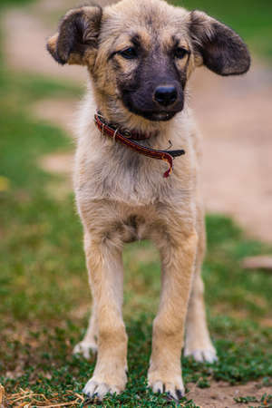Stray dog puppy eyes homeless street dog puppy A sad-looking street dog with folded ears looks at the camera. rural soil road grass greenの写真素材