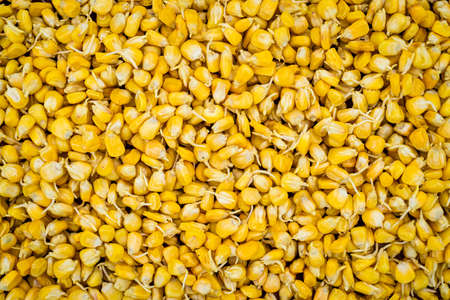 Sprouting corn seeds Closeup fermenting sprouts prepared for planting. Farming, natural products. Farm Corn/Maize for Microgreens Organic sweet Zea Mays pattern,の写真素材