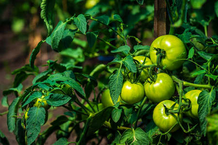 Tomato plants in greenhouse Green tomatoes plantation. Organic farming, young tomato cluster plants growth in greenhouse. concept, poster, screensaver, wallpaper, postcard unripeの写真素材