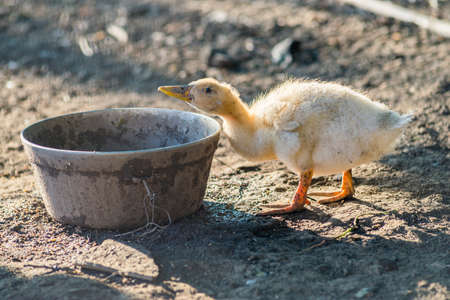 Small ducklings walking on backyard on green grass. Yellow cute duckling running on meadow field in...