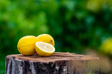 Fresh organic lemons Summer fruit, old wood table, Still Life, green nature background wood stump trunk outdoor, ripe yellowの写真素材