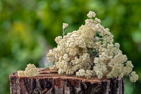Common yarrow Achillea millefolium white dry flowers. milfoilold table, green nature background wood...