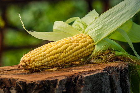 boiled corn on cobs white plate Fresh sweet on rustic wooden table, closeup, Cooked corn, Homemade...